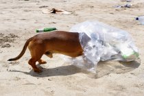 Собака з головою в мішку для сміття — стокове фото
