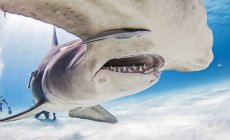 Grandes tubarões-martelo com mergulhadores no fundo — Fotografia de Stock