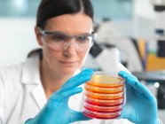 Científico examinando conjunto de placas de Petri en laboratorio de microbiología - foto de stock