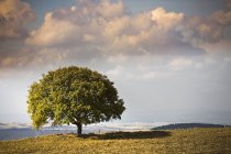 Vista de árvore e paisagem, Volterra, Toscana, Itália — Fotografia de Stock