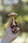 Female forager hand holding fresh picked mushroom — Stock Photo