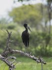 African openbill stork — Stock Photo