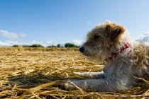 Jack Russell Terrier — Stock Photo