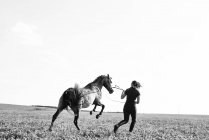 B & W image of woman training rearing horse in field — стоковое фото