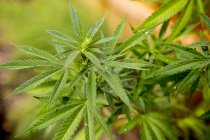Grüne Cannabispflanze — Stockfoto