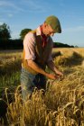 Mature farmer working in field of barley — Stock Photo
