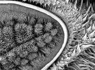 Сканирующий электронный микрограф большой гусеницы — стоковое фото
