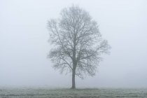 Lonely tree at frosty landscape — Stock Photo