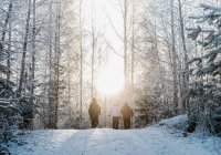 Three people nordic walking in snow covered forest — Stock Photo