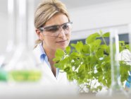 Wissenschaftler begutachtet Entwicklung von Versuchspflanzen im Forschungslabor — Stockfoto