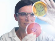 Científico examinando conjunto de placas de Petri en laboratorio de microbiología - foto de stock