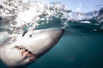 Крупним планом шматочок короткожирної акули мако, що плаває під водою — стокове фото