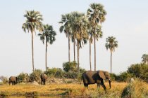 Elephants under palm trees in bright sunlight, Botswana — Stock Photo