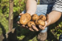 Jardineiro segurando batatas recém-cavadas — Fotografia de Stock