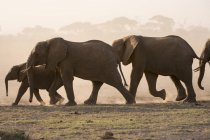 Elefantes africanos en el Parque Nacional Amboseli - foto de stock