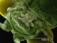 Micrographie électronique à balayage coloré des pièces buccales de laçage vert — Photo de stock