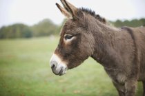 Cute donkey in field — Stock Photo