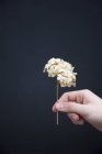 Personne tenant une fleur d'hortensia séchée — Photo de stock