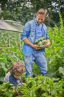 Father and son picking courgettes on allotment — Stock Photo
