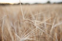 Вуха пшениці в пшеничному полі — стокове фото