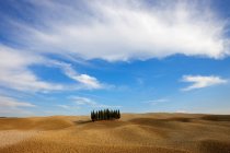 Кедрових дерев на осінній orcia долині під Синє небо хмарно — стокове фото