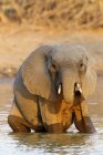 African elephant sitting in water at sunset — Stock Photo