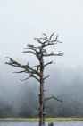Bare tree with misty forest on background — Stock Photo