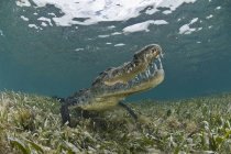 Crocodilo americano nadando no mar do caribe, México — Fotografia de Stock