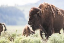 Bisonte americano al pascolo nella Lamar Valley — Foto stock
