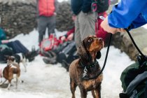 Immagine ritagliata di escursionisti e cani in pausa — Foto stock