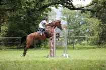 Кінь і вершник стрибають через бар'єр — стокове фото