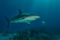 Підводний подання рифова акула плавання, Тигр пляж, Багамські острови — стокове фото
