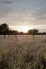 Ovejas lejanas pastando en campo de trigo - foto de stock