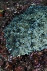 Solha-de-pavão deitada no fundo do mar — Fotografia de Stock