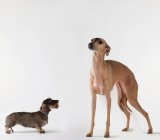 Маленькая собака смотрит на высокого пса — стоковое фото
