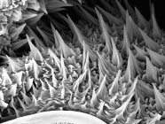 Micrografia eletrônica de varredura de lagarta grande — Fotografia de Stock
