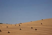 Vue des balles de paille dans le champ de maïs récolté, Pienza, Val D'Orcia, Toscane, Italie — Photo de stock