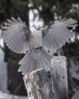 Gray Jay in Okanagan Highlands in inverno, Penticton, Columbia Britannica, Canada — Foto stock