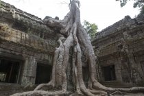 Древний храм с большим корнем дерева — стоковое фото