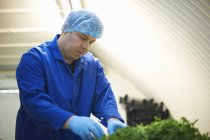 Trabalhador vestindo rede de cabelo e luvas de látex qualidade verificando legumes recém-cultivados — Fotografia de Stock