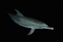 Delfín manchado bajo el agua por la noche - foto de stock
