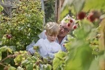 Grandfather and grandson berry-picking raspberries in green garden — Stock Photo