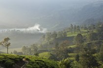 Вид на чайную плантацию — стоковое фото