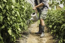 Cropped image of man watering plants with watering can at vegetable garden — Stock Photo