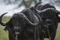 Búfalo de pie bajo la lluvia - foto de stock
