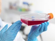 Frasco biólogo contendo células estaminais cultivadas em meio de crescimento vermelho — Fotografia de Stock