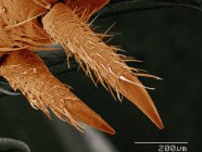 Coloured scanning electron micrograph of leg spurs of house cricket — Stock Photo