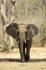 Afrikanischer Elefant an Manapools in Alarmbereitschaft — Stockfoto