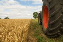 Тракторні колеса в галузі пшениці — стокове фото