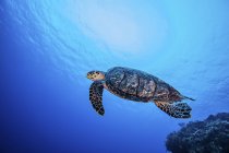 Falkenschildkröte schwimmt über Korallen, Cozumel — Stockfoto